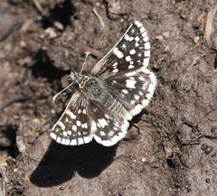 Pyrgus xanthus