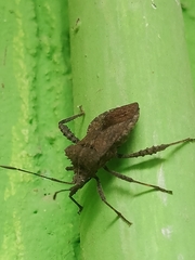 Heteroptera
