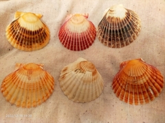 Acanthocardia tuberculata