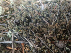 Cladonia enantia