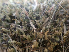 Cladonia enantia