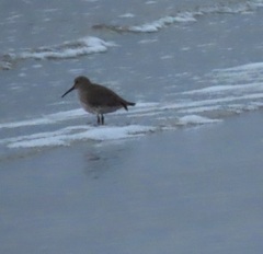 Calidris alpina