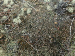 Cladonia enantia