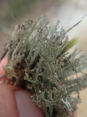 Cladonia strangulata