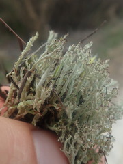 Cladonia strangulata