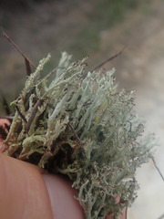 Cladonia strangulata