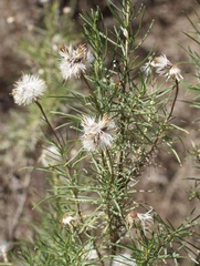 Ericameria linearifolia