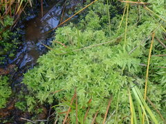 Sphagnum cristatum