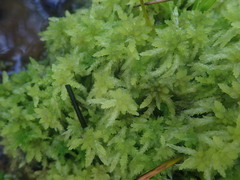 Sphagnum cristatum