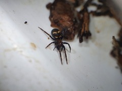 Titanoeca quadriguttata