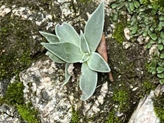 Dudleya lanceolata