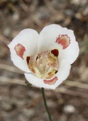 Calochortus venustus