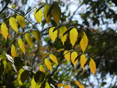 Mezoneuron cucullatum