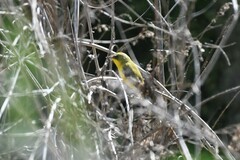 Pseudocolopteryx acutipennis