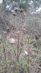 Plantago sempervirens