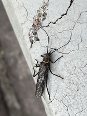 Perlodes microcephalus