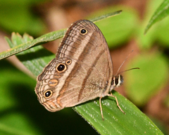 Cissia proba