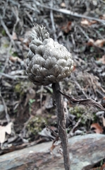 Leuzea conifera