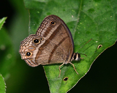 Cissia proba