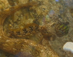 Coryphoblennius galerita