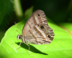 Cissia proba
