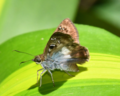 Cornuphallus albafascia