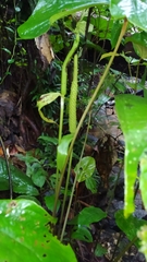 Anthurium sagittatum