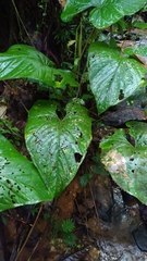 Anthurium sagittatum