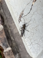 Perlodes microcephalus