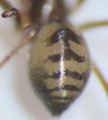Linyphiinae