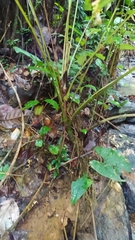Anthurium sagittatum
