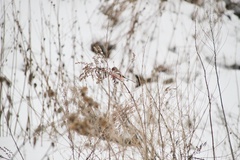 Carpodacus sibiricus