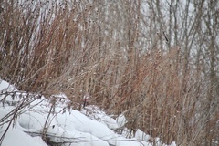 Carpodacus sibiricus