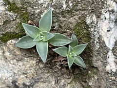 Dudleya lanceolata