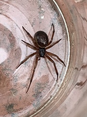 Steatoda nobilis