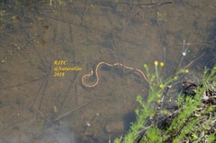 Thamnophis scaliger