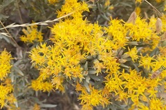 Tetradymia canescens