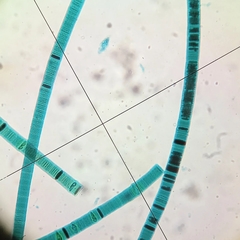 Cyanophyceae