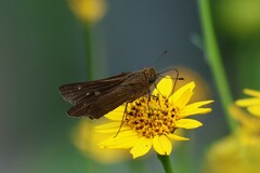 Panoquina ocola