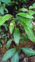 Spathiphyllum humboldtii