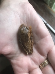 Bokermannohyla hylax