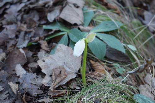 Crni kukurijek (Helleborus niger)