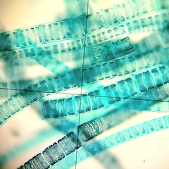 Ulothrix