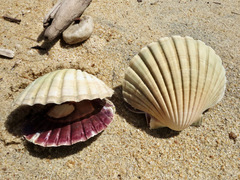 Pecten novaezelandiae
