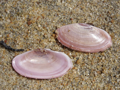 Gari lineolata