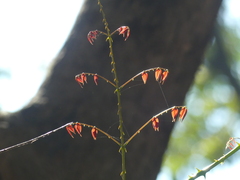 Mezoneuron cucullatum