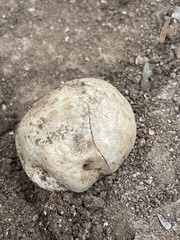 Pisolithus arenarius