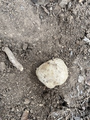 Pisolithus arenarius