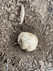 Pisolithus arenarius