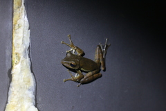 Polypedates cruciger